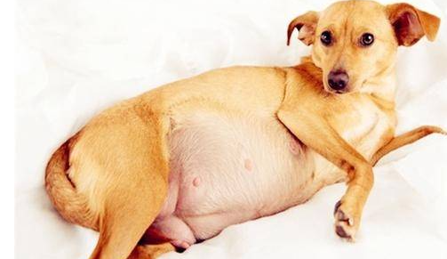 母犬产后低血钙怎么办？“产后低钙血症”是怎么回事？