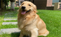 金毛猎犬多少钱一只