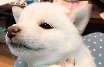柴犬脚臭是什么原因?要注意以下几种原因 柴犬脚臭是什么原因?要注意以下几种原因