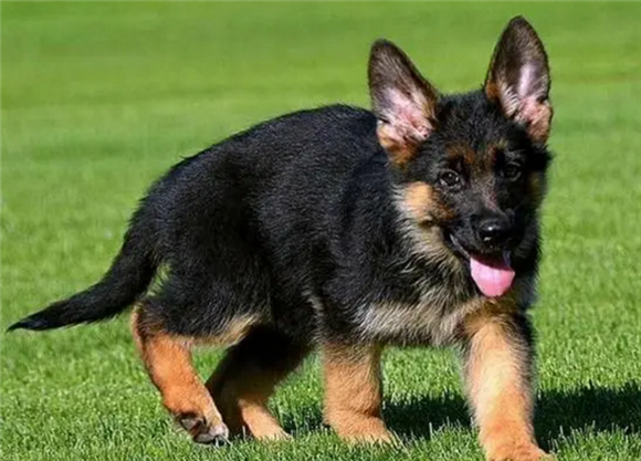 德牧幼犬两个月怎么训