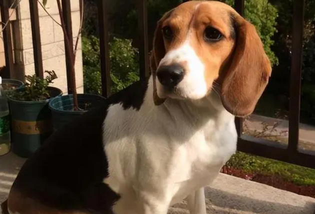 比格犬美容方法详解？让比格犬更漂亮！
