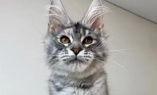 缅因猫什么时候算成年了？