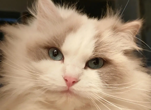 布偶猫肚子大怎么回事？布偶猫肚子大的原因竟然是这样！