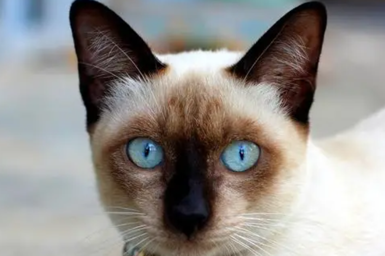 暹罗猫抓伤了还打针吗?被暹罗猫抓伤怎么处理 暹罗猫抓伤了还打针吗?被暹罗猫抓伤怎么处理