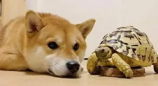 狗把乌龟壳咬破了乌龟会不会死
