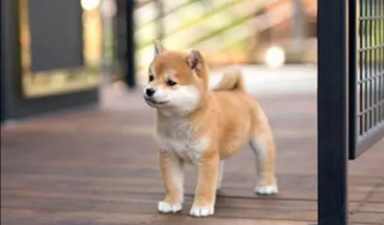 柴犬哪里有卖的 买柴犬哪种途径比较好