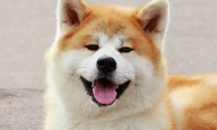 如何处理特殊原因引起的秋田犬呕吐？