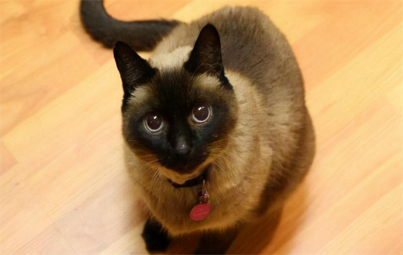 暹罗猫不用猫砂盆的原因是什么? 暹罗猫不用猫砂盆的原因是什么?