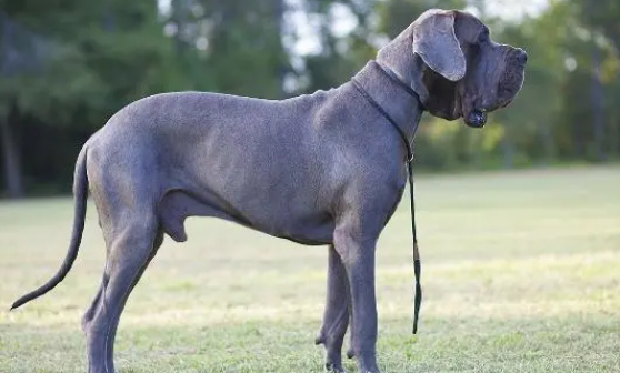 如何给宠物狗狗大丹犬美容? 如何给宠物狗狗大丹犬美容?