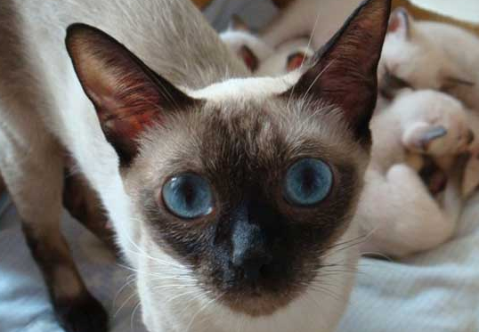 暹罗猫会用猫砂吗？需要经过训练后使用猫砂
