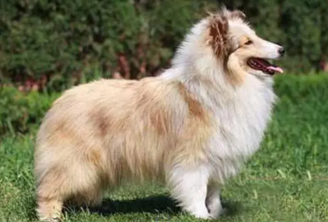 喜乐蒂牧羊犬喂养?不能长期饲喂单一的饲料 喜乐蒂牧羊犬喂养?不能长期饲喂单一的饲料