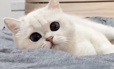 猫咪吃蛋糕后拉肚子了怎么办 猫咪吃蛋糕后拉肚子了怎么办