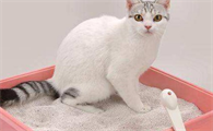 猫便秘是什么原因引起的怎么办