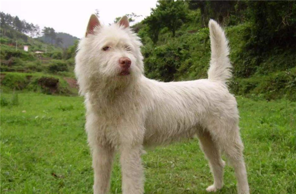 顶级下司犬的缺点和优点
