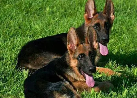 马犬幼犬期间如何训练？马犬幼犬期训练的标准