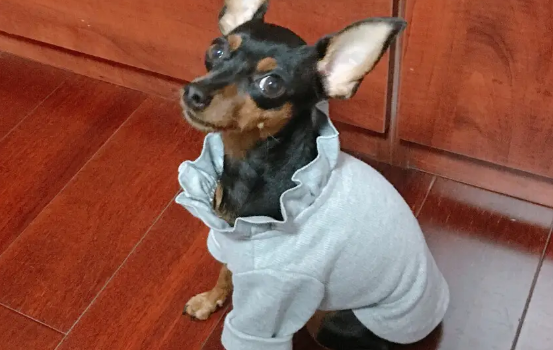 杂交小鹿犬图片