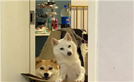 广东竹联庄柴犬舍正规吗
