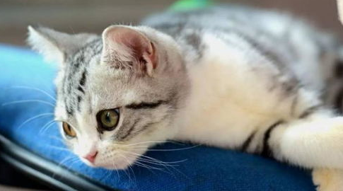 猫咪绝育后还是乱尿怎么办? 猫咪绝育后还是乱尿怎么办?