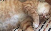 母猫肚子里有死胎有什么表现症状