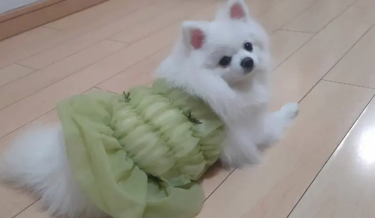 博美出生多久会认主人呢