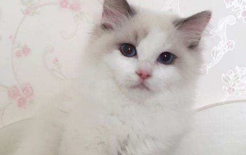 布偶猫有纯色的吗？布偶猫的颜色原来有这么多！