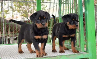 国内罗威纳犬舍哪几家好 国内罗威纳犬舍哪几家好