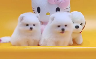 北京犬舍哪里有