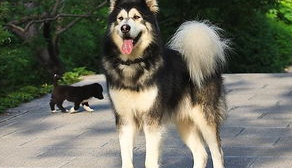 阿拉斯加犬得了肝腹水还能活多久?狗狗常见病! 阿拉斯加犬得了肝腹水还能活多久?狗狗常见病!