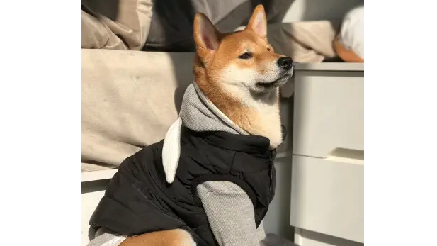 柴犬不能吃什么?这些食物柴犬一定不能吃? 柴犬不能吃什么?这些食物柴犬一定不能吃?