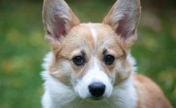 狗狗犯癫痫应该怎么办? 狗狗犯癫痫应该怎么办?