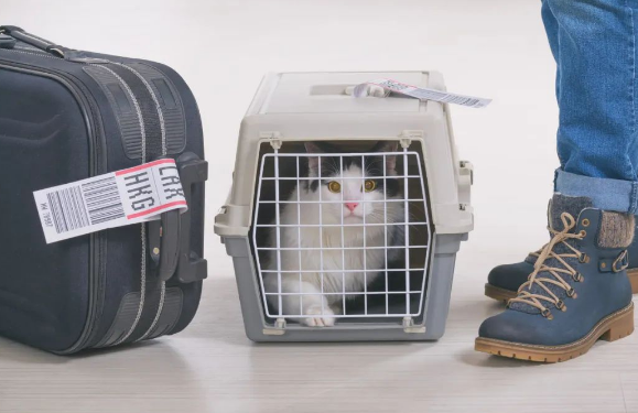 宠物猫飞机托运价格