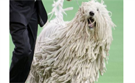 可蒙犬怎么养好啊？