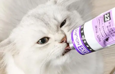 短毛猫多久吃一次化毛膏比较好 短毛猫多久吃一次化毛膏比较好