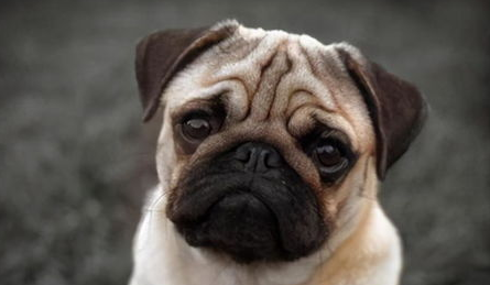 巴哥犬夏季修剪毛发产生危害的原因是什么?不妨来看看吧 巴哥犬夏季修剪毛发产生危害的原因是什么?不妨来看看吧