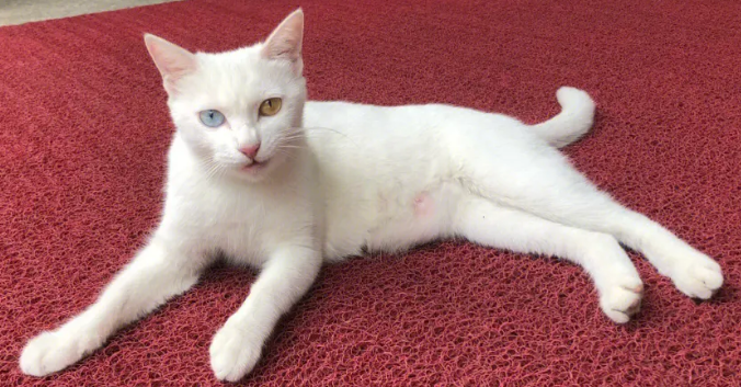 奶猫全死了母猫会崩溃吗 奶猫全死了母猫会崩溃吗