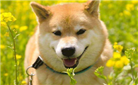 自制柴犬狗粮的做法，自制柴犬狗粮有哪些注意事项？