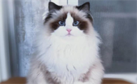 布偶猫不会叫怎么回事？布偶猫不会叫怎么办？
