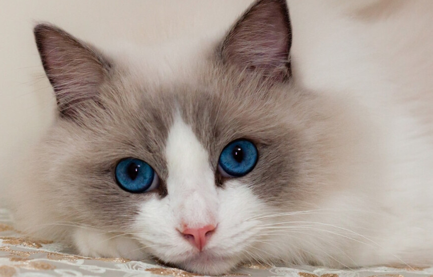 布偶猫性格怎么样温顺吗 布偶猫性格怎么样温顺吗
