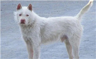 下司犬vs川东犬打架