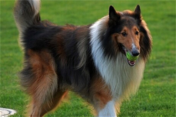 苏格兰牧羊犬不能吃什么呢? 苏格兰牧羊犬不能吃什么呢?