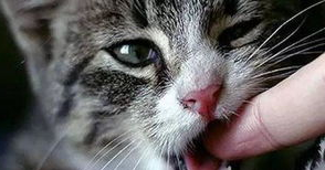 猫打狂犬疫苗了被猫抓伤了怎么办? 猫打狂犬疫苗了被猫抓伤了怎么办?