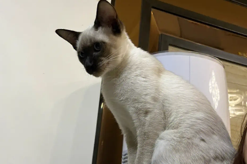 暹罗猫肚子上的毛变黑，暹罗猫毛变黑的原因？
