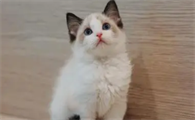 布偶猫容易掉毛吗 让布偶猫不掉毛的方法只有一个