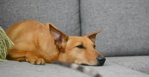 养狗狗家里有味道怎么办？ 如何去除狗狗异味？