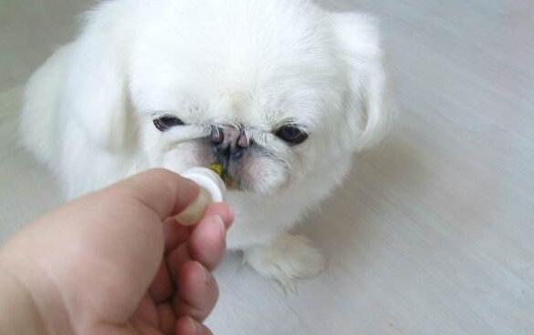  如何顺利的给狗狗喂药？