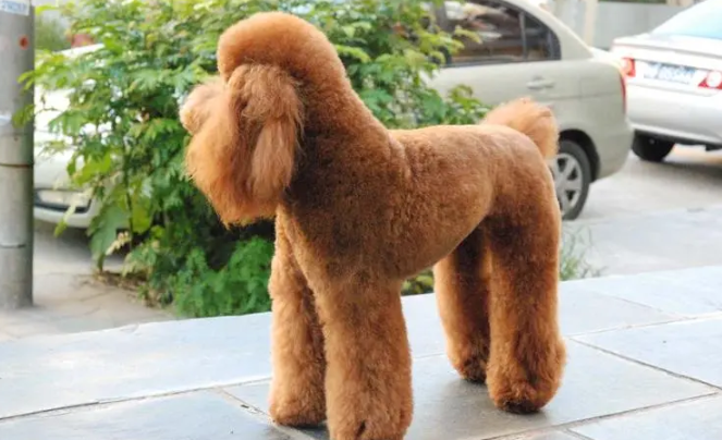 贵宾犬站立时后腿总打战是生病还是营养不良！