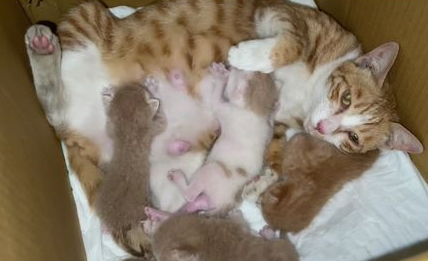 刚下完猫的母猫没有奶怎么办? 刚下完猫的母猫没有奶怎么办?