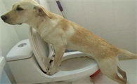 怎么训练狗狗到厕所小便