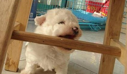 狗狗的破坏力,你能怎么办? 狗狗的破坏力,你能怎么办?