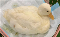 柯尔鸭吃什么啊